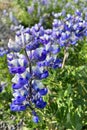 Blue lupines are blooming in Iceland.